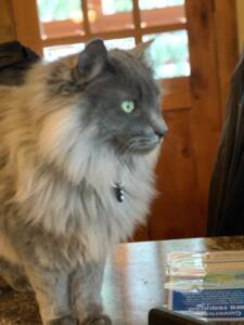 MHKC Grey Kitty